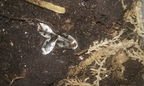 Gyna cafforium; a.k.a. The Chrome Roach; The Ghost Porcelain Roach