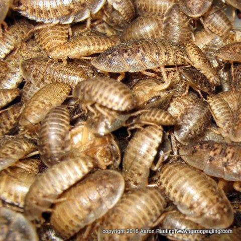 Blaptica dubia 100 Medium