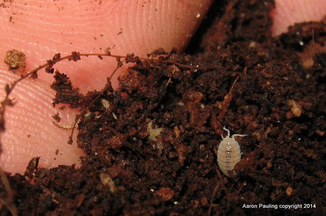 Dwarf White Isopod culture