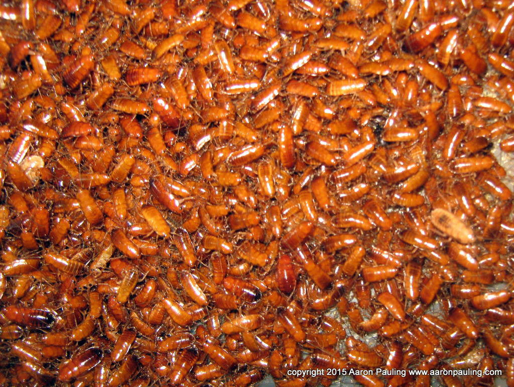 1000 Small Rusty Reds a.k.a (Blatta lateralis)