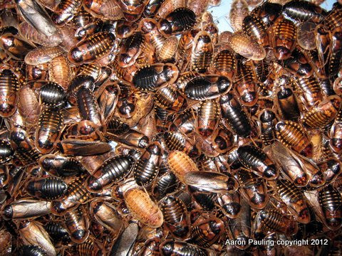 Blaptica dubia Pack